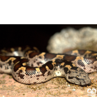 خانواده مارهای بوآ Erycidae